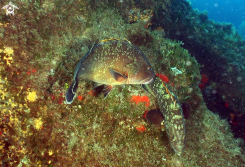 A Epinephelus marginatus | Cernia bruna