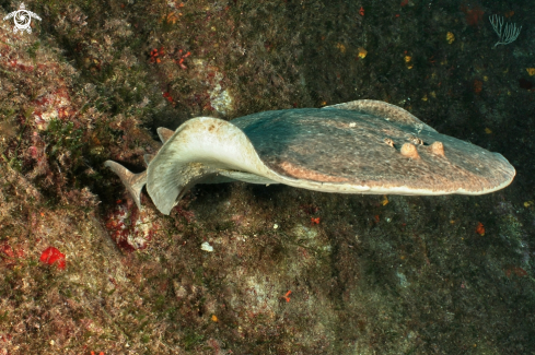 A Torpedo marmorata | Torpedine marmorata