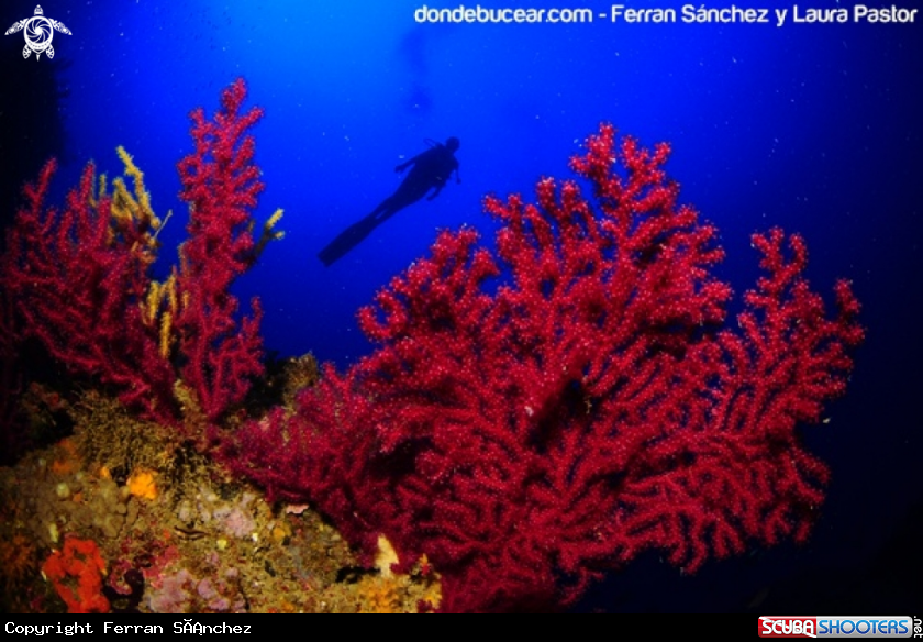 A Red Gorgonian