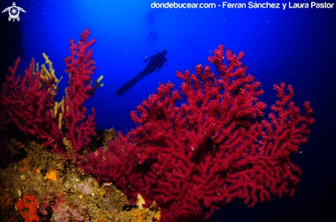 A Red Gorgonian