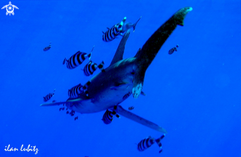 A Oceanic whitetip shark 