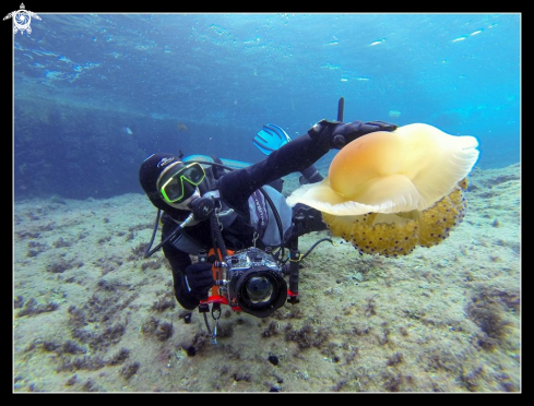 A Jelly fish