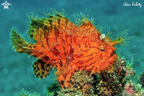 A frogfish