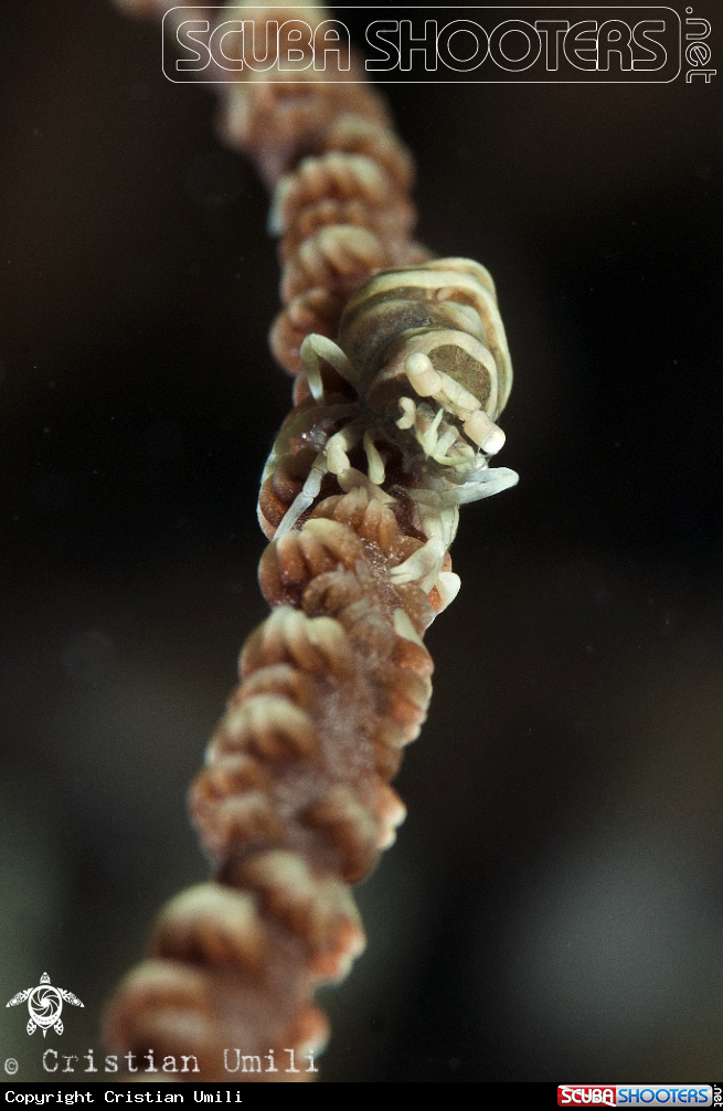 A Gorgonia Shrimp