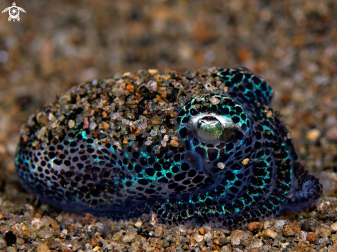 A Euprymna berryi  | Bobtail squid