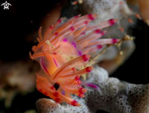 A Nudibranch