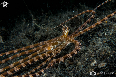 A wonderpus octopus