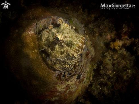 A Blenny