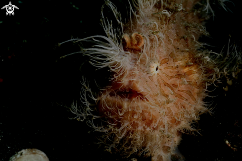 A Frogfish Hair