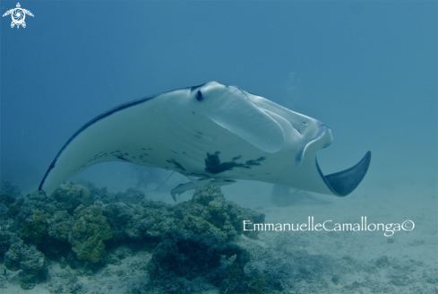 A manta ray