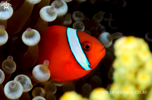 A anemonefish