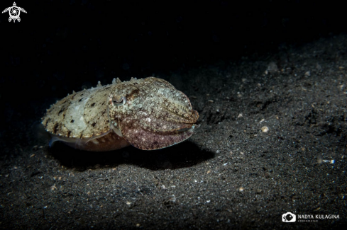 A Cuttlefish