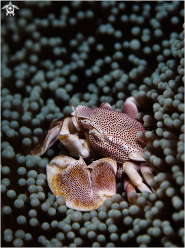 A Neopetrolisthes maculatus | Porcelain crab