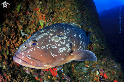 A Epinephelus marginatus | Mero