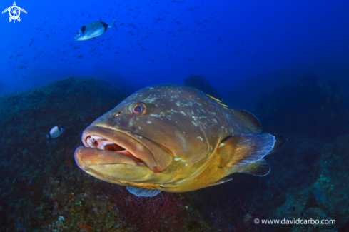 A Epinephelus marginatus | Mero