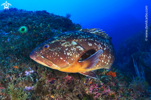 A Epinephelus marginatus | Mero