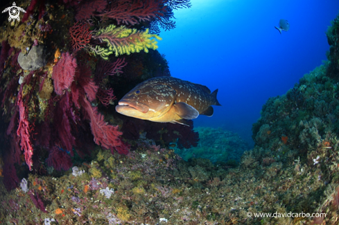 A Epinephelus marginatus | Mero