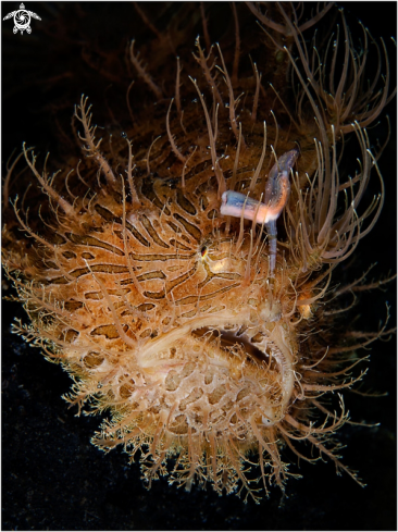 A Hairy frogfish