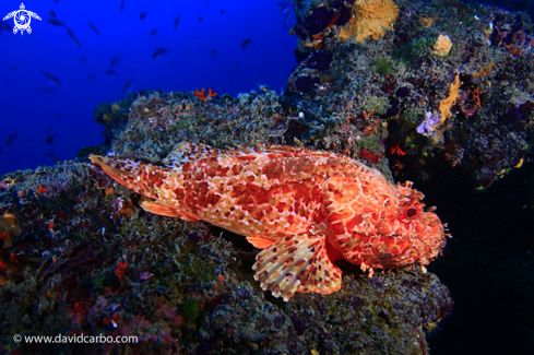 A Scorpaena scrofa | Escorpora / Cabracho / Rascacio