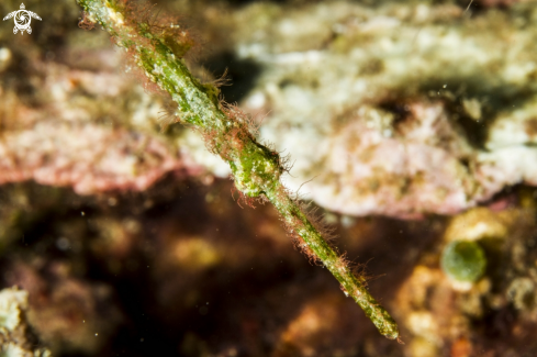 A Halimeda Ghost Pipefish