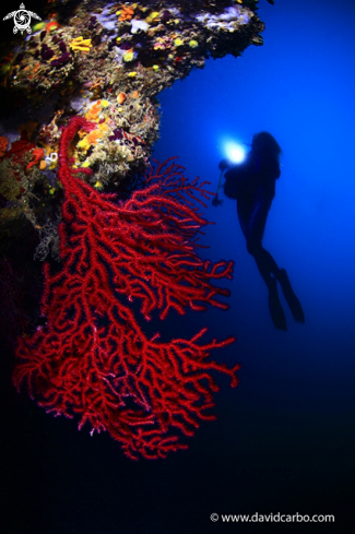 A Paramuricea Clavata | Gemma with gorgonia