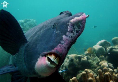 A Bolbometopon Muricatum | Pesce papagallo