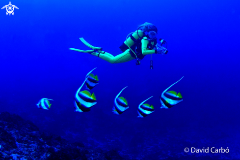 A Heniochus intermedius | Peces Estandarte