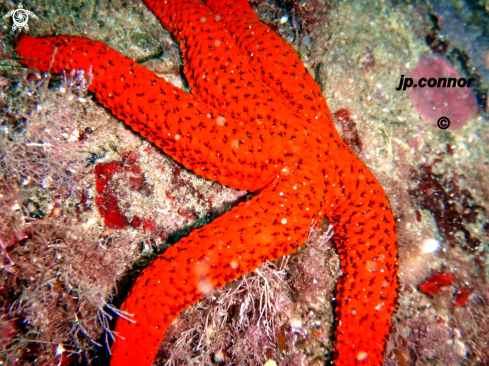 A Etoile de Mer Rouge