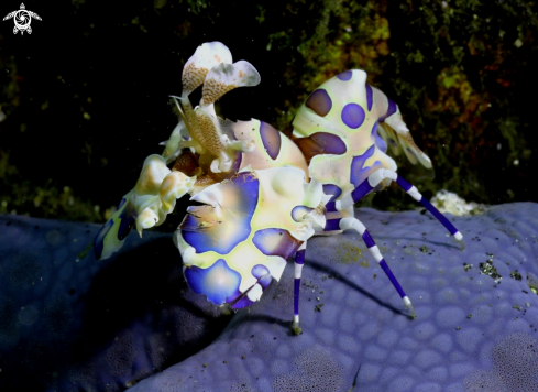 A Herlequin Shrimp