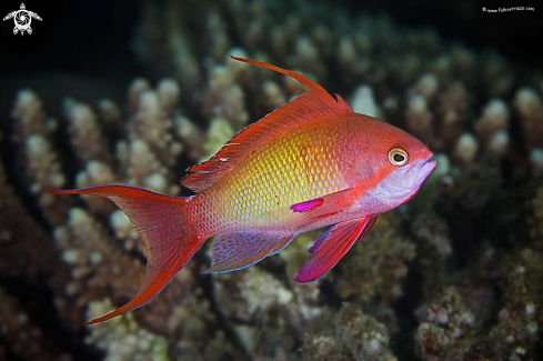 A underwater creature