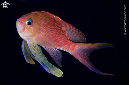 A Anthias anthias | Tres colas