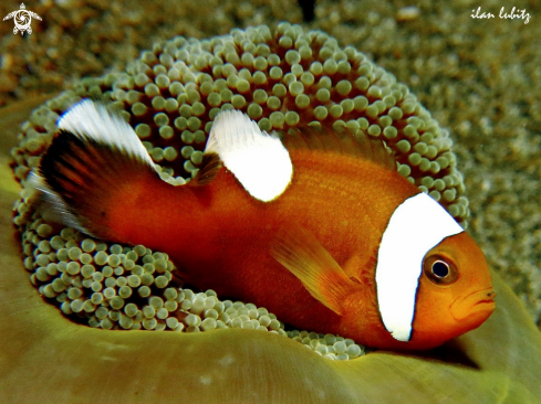 A Reef fish