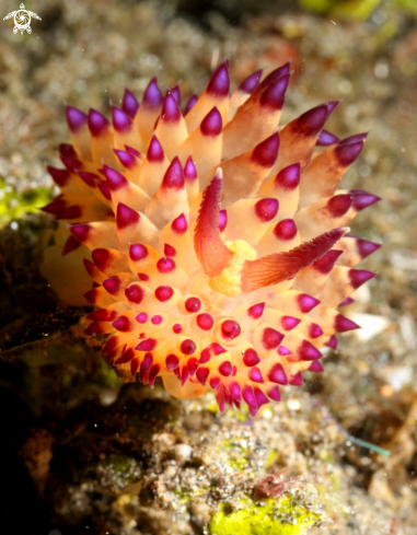 A Nudibranch