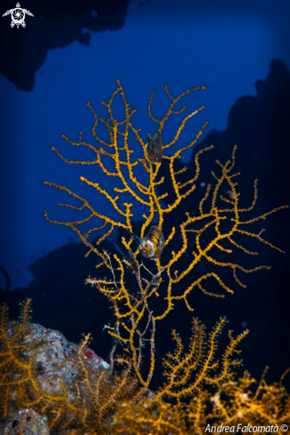 A yellow gorgonia