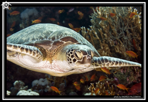 A Tartaruga embricata | Turtle