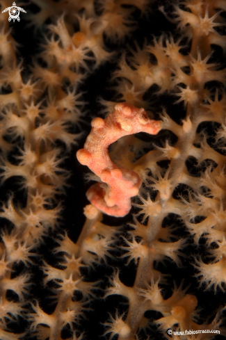 A Pigmy seahorse