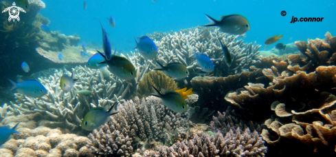 A Damselfish