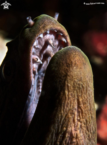 A Giant moray