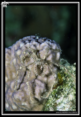 A Ghost Crab