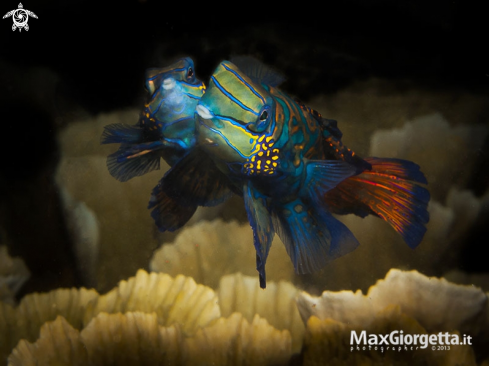 A mandarin fish