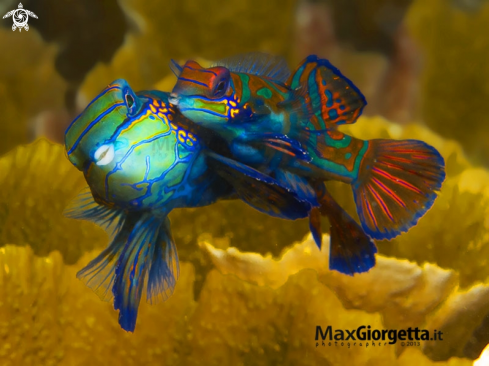 A mandarin fish