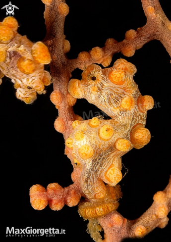 A Pigmy Sea horse Bargibanti yellow