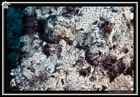 A crocodile fish