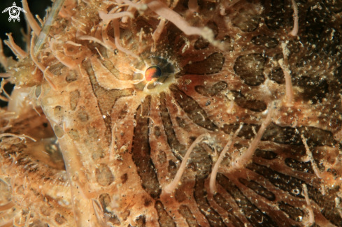 A Antennarius striatus | Hairy Frog Fish