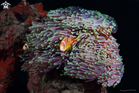 A Anemone fish 