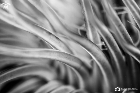 A Tube anemone