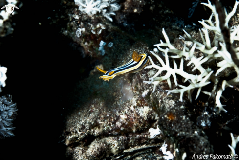 A Nudibranch