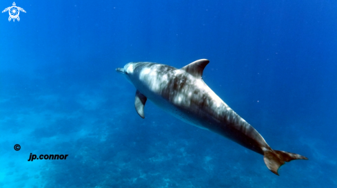 A Tursiops aduncus | Dauphins