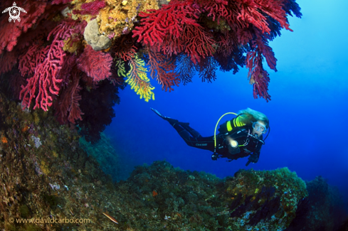 A Paramuricea Clavata | Gorgonias