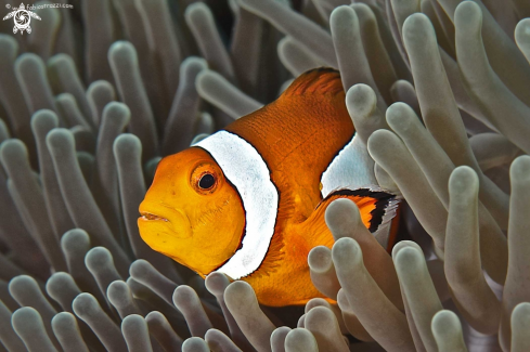 A Anemone fish 